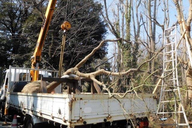 町田市で電柱撤去に伴う庭木の撤去