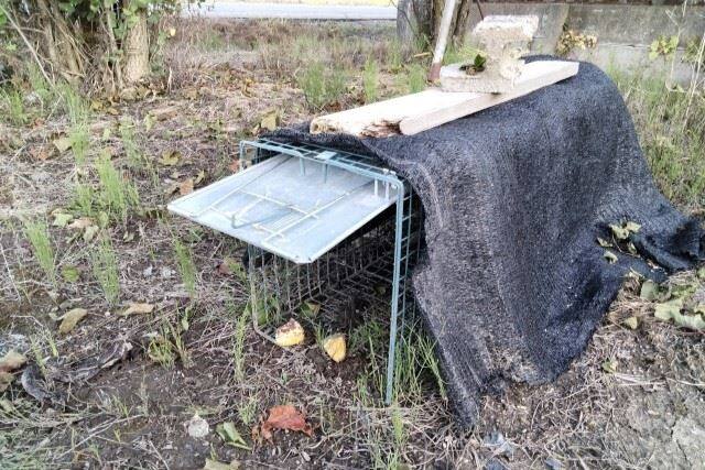 町田市でアライグマ・イタチ・ハクビシンを捕獲する箱罠